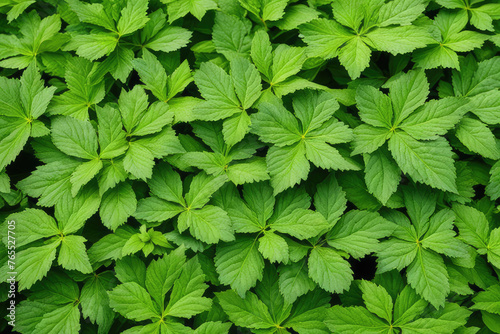 herbal leaves for background 