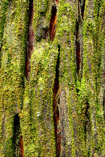 Pine (conifer) tree trunk native to Tasmania covered in moss photo