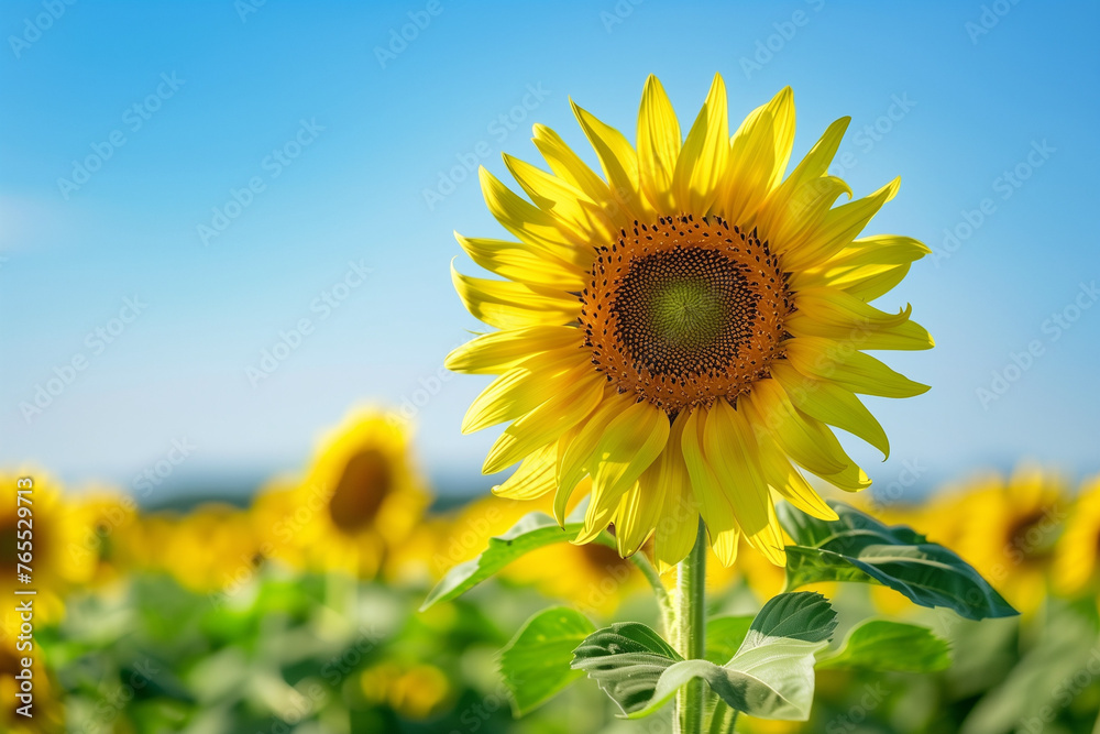 Close-up view of a sunflower in a sunflower farm on a bright, sunny summer day. Close-up view of a sunflower in a sunflower farm on a bright, sunny summer day.