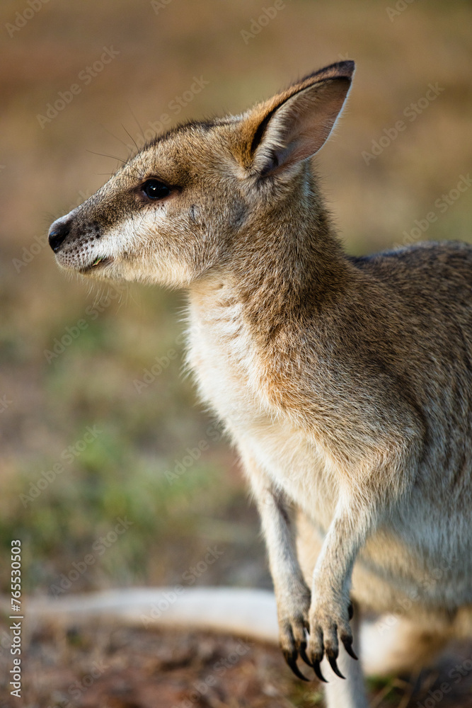 A solitary common Agile Wallaby in Lorella Springs, Northern Territory A solitary common Agile Wallaby in Lorella Springs, Northern Territory