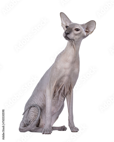 Blue point Peterbald cat  sitting up side ways. Looking to the side away from camera. Isolated cutout on a transparent background.