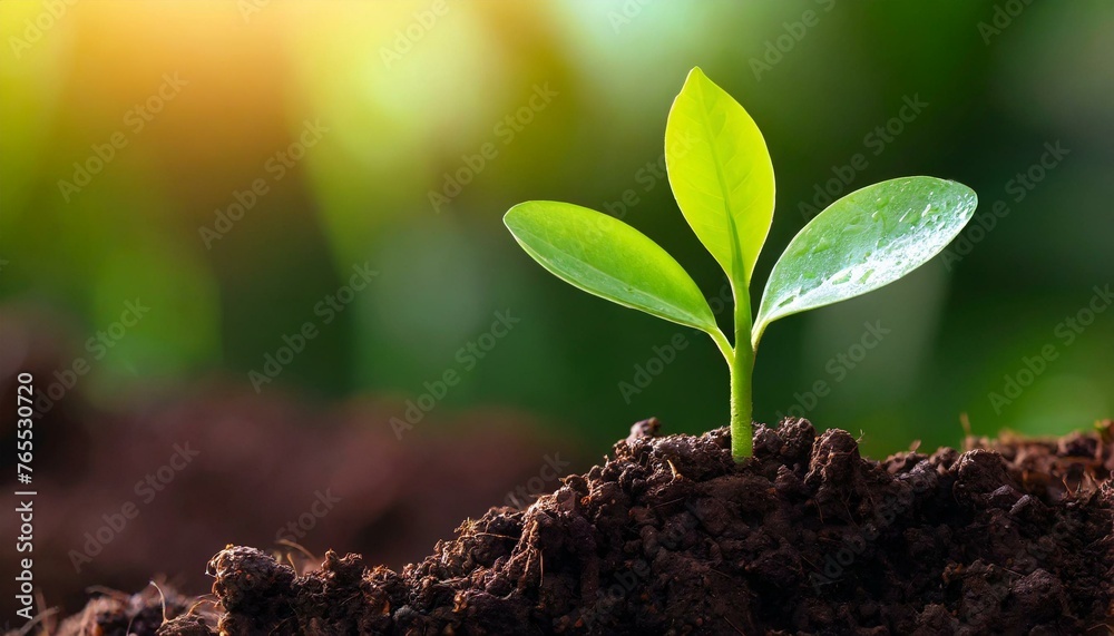 green seedling in the ground green seedling in the ground