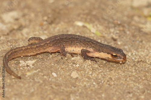 Closeup on a sub-adult European smooth newt, Lissotriton vulgaris on wood