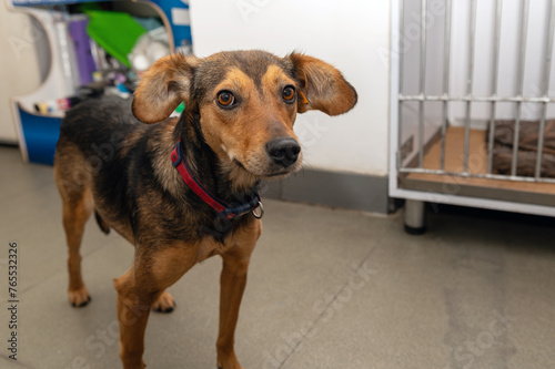 Dog in veterinary clinic. Dog in animal center.