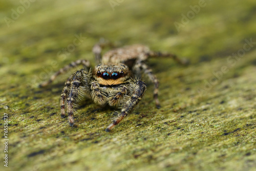 Closeup on a small European Fencepost jumping spider, Marpissa muscosa sitting on wood photo