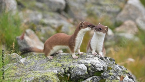 two stoats in summer in the high mountains