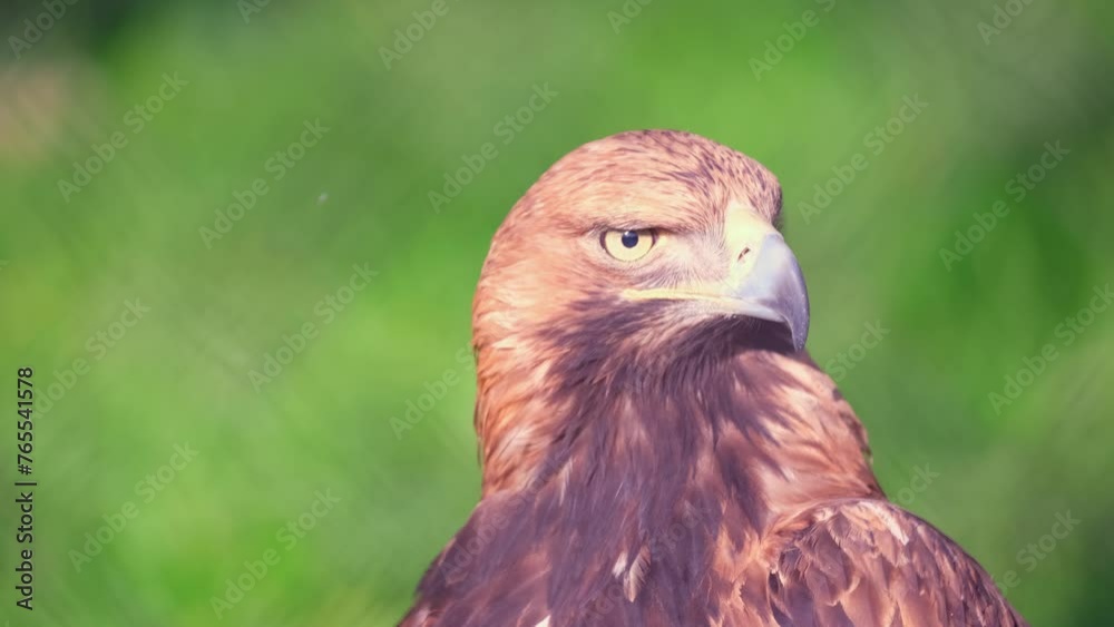 Golden eagle close-up against a background of green trees. A bird of prey hunts for its prey. The eagle sits and turns its head to the sides. Falcon hunting. Golden eagle close-up against a background of green trees. A bird of prey hunts for its prey. The eagle sits and turns its head to the sides. Falcon hunting.
