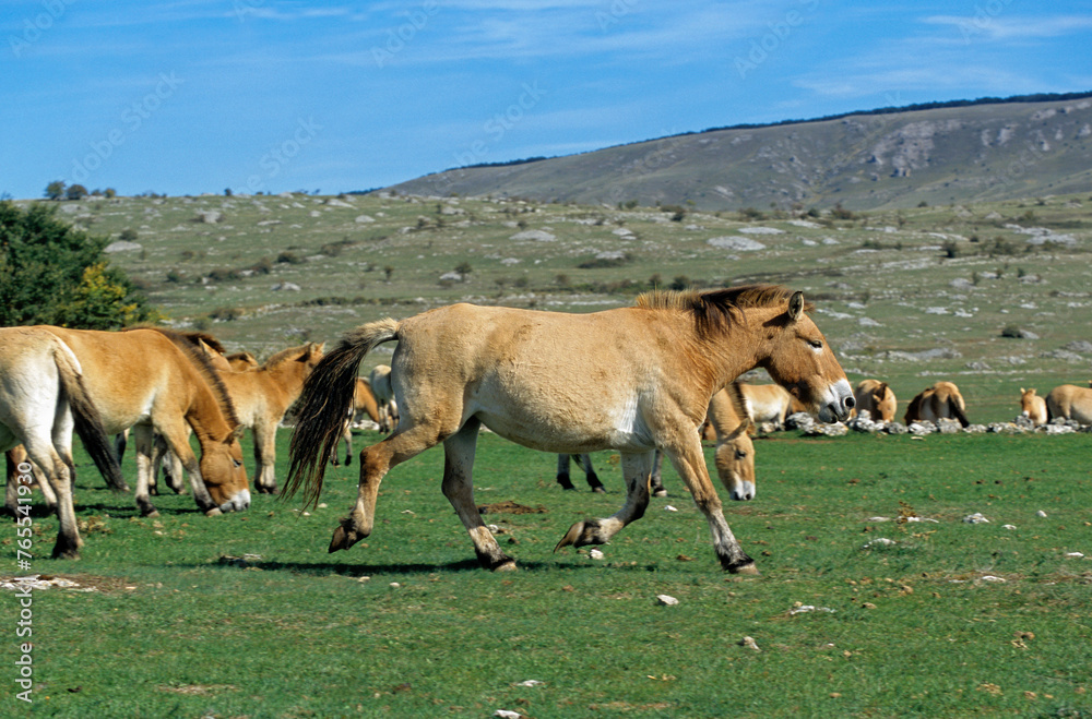 cheval de Przewalski, equus przewalski, site de reproduction, Causse Mejean, patrimoine mondial de l'UNESCO, Parc naturel régional des Grands Causses, Lozère, 48, France cheval de Przewalski, equus przewalski, site de reproduction, Causse Mejean, patrimoine mondial de l'UNESCO, Parc naturel régional des Grands Causses, Lozère, 48, France