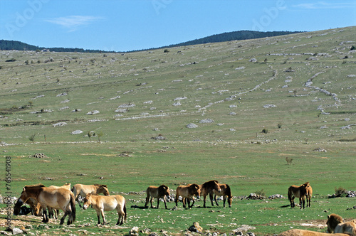 cheval de Przewalski, equus przewalski, site de reproduction, Causse Mejean, patrimoine mondial de l'UNESCO, Parc naturel régional des Grands Causses, Lozère, 48, France photo