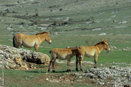 cheval de Przewalski, equus przewalski, site de reproduction, Causse Mejean, patrimoine mondial de l'UNESCO, Parc naturel régional des Grands Causses, Lozère, 48, France photo