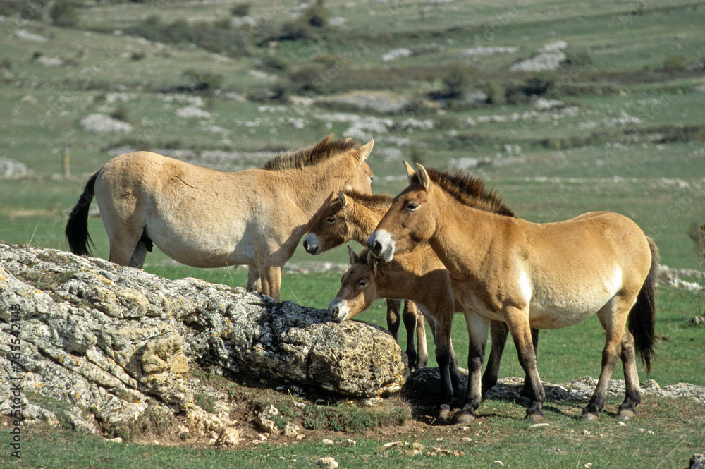 cheval de Przewalski, equus przewalski, site de reproduction, Causse Mejean, patrimoine mondial de l'UNESCO, Parc naturel régional des Grands Causses, Lozère, 48, France cheval de Przewalski, equus przewalski, site de reproduction, Causse Mejean, patrimoine mondial de l'UNESCO, Parc naturel régional des Grands Causses, Lozère, 48, France