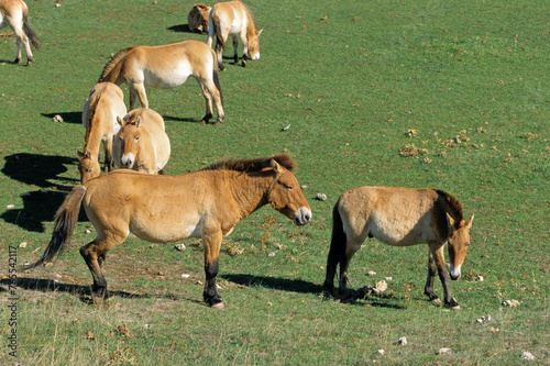 cheval de Przewalski  equus przewalski  site de reproduction  Causse Mejean  patrimoine mondial de l UNESCO  Parc naturel r  gional des Grands Causses  Loz  re  48  France