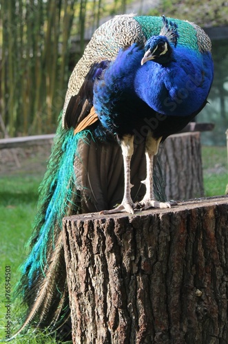 paon ocelle plumage bleu
vert crête  photo