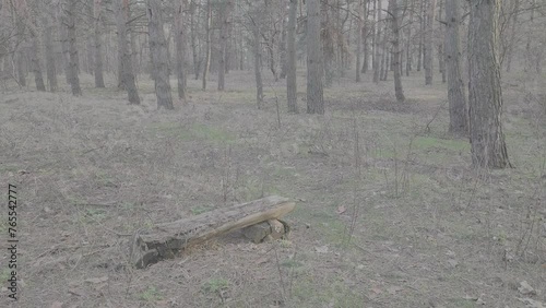 landscape in a pine forest. LOG PROFILE. decolorized video. Top View Above Amazing Pine Forest Landscape. Scenic View Of Park Woods. photo