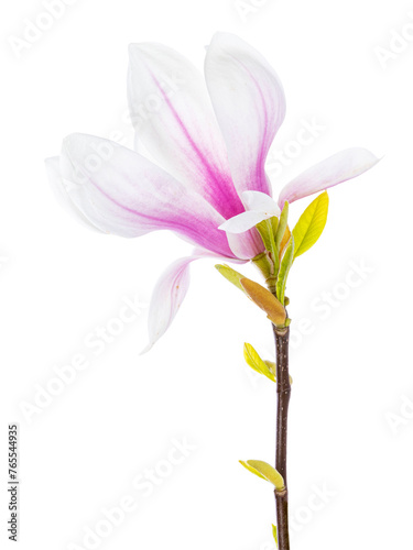 Close up of Magnolia twig with an blooming flower. Isolated on a white background.