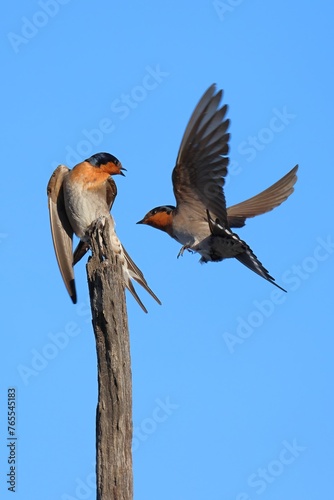 A pair of Welcome Swallows (Hirundo neoxena), with one on a perch and the other in flight.  At Lake Yealering in the Wheatbelt of Western Australia. photo