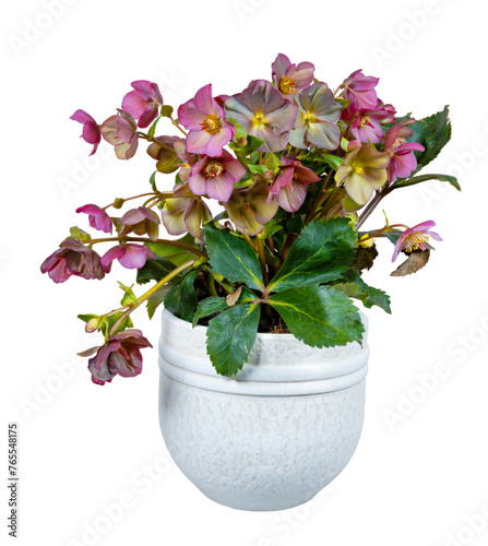 Obraz na płótnie Isolated potted hellebore frostkiss flower w salonie