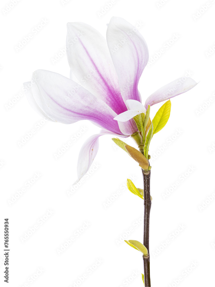 Fototapeta premium Close up of Magnolia twig with an blooming flower. Isolated cutout on a transparent background.