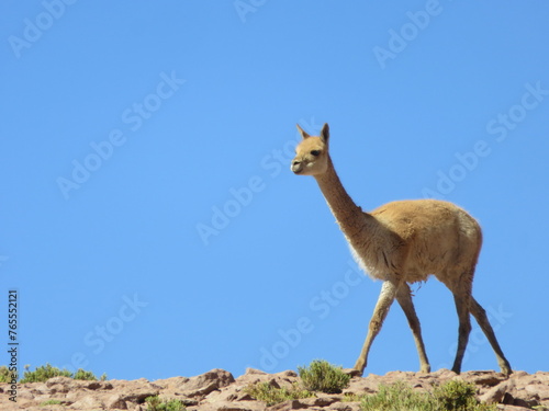 Vigogne de l'altiplano chilien du désert d'Atacama au Chili
