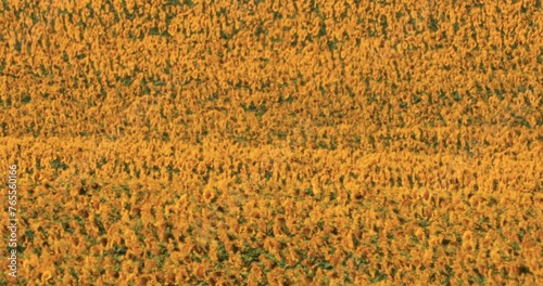 Sunflower Wonderland: Where Dreams Blossom into Reality