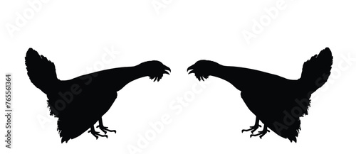 Wood grouse male battle for mating vector silhouette illustration isolated on white. Heather cock capercaillie wildfowl. Blackcock, heath cock. Forest bird battle for female. Black cock male. photo