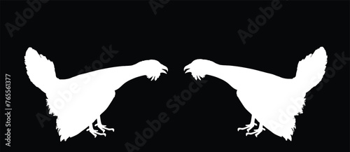 Wood grouse male battle for mating vector silhouette illustration isolated on black. Heather cock capercaillie wildfowl. Blackcock, heath cock. Forest bird battle for female. Black cock male.