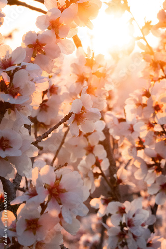Sakura flowers detail with soft sunray in the backround © David