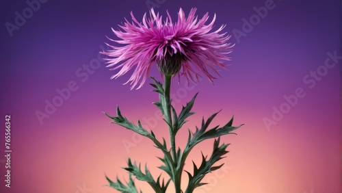  A stunning close-up of a vibrant purple flower set against a backdrop of soft pink and a hazy, dreamlike sky © Viktor