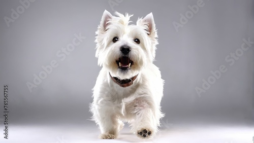  A white dog with a gray face on a white background