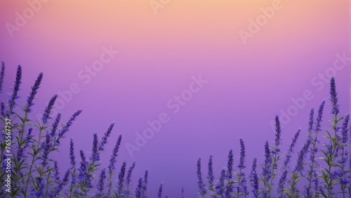  Field of purple flowers under clear blue and pink sky, illuminated by shining sun