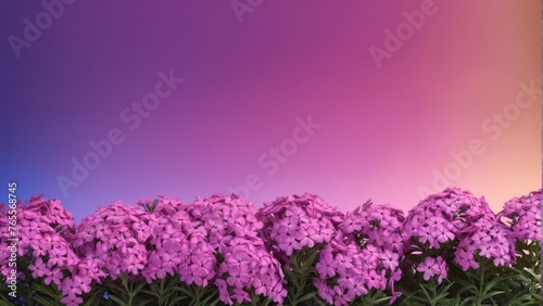  Group of purple flowers in front of purple-blue background with pink rectangle in center - SEO-optimized
