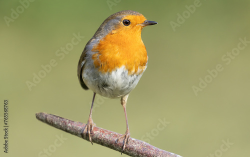 A close up of a single robin perched on a branch