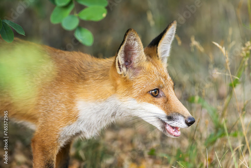 Ein junger Fuchs schaut aus dem Bebüsch