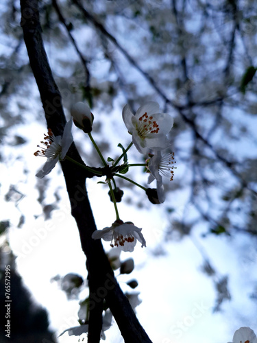 Kirschpflaumenblüte