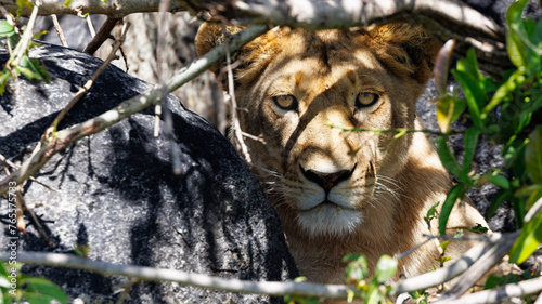 Lion dans le Serengeti