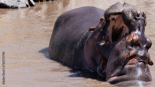Hippopotames dans le Serengeti