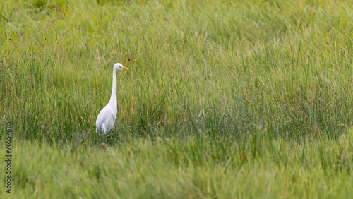Aigrette dans le Ngorongoro
