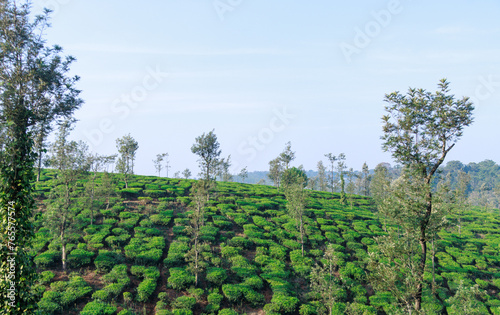 Scenic view of Tea plantations or Tea garden near Coorg  Karnataka  India. 