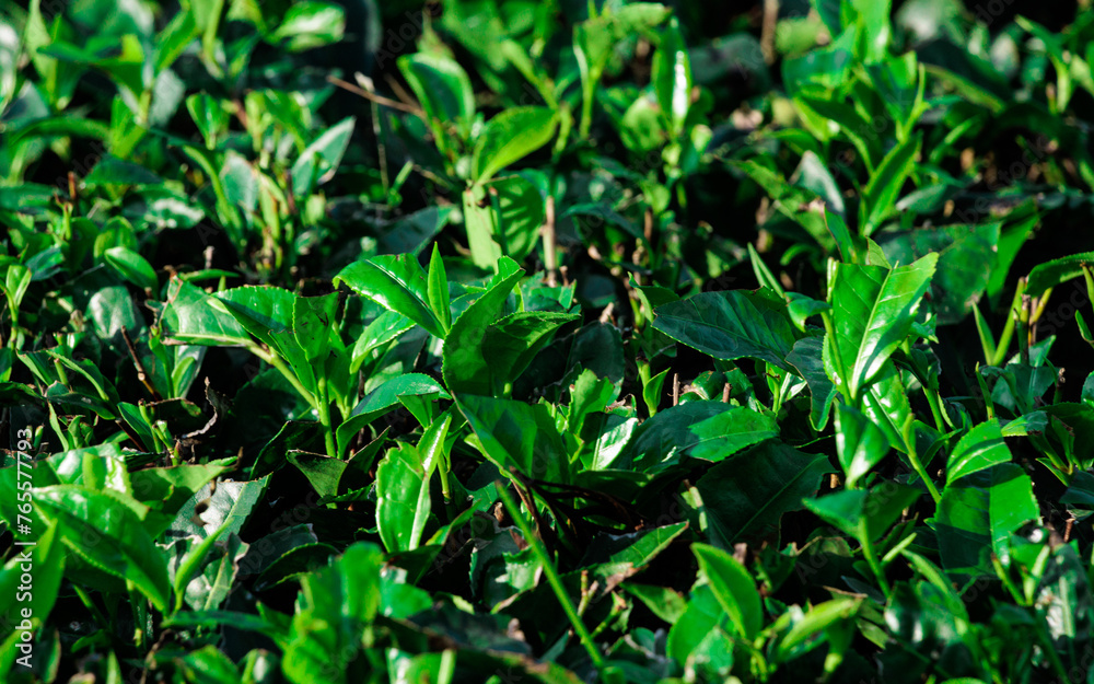 Scenic view of Tea plantations or Tea garden near Coorg, Karnataka, India. Scenic view of Tea plantations or Tea garden near Coorg, Karnataka, India.