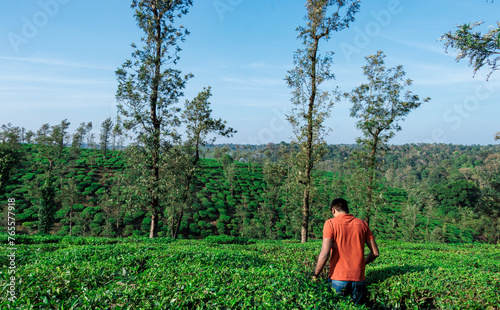 Tourist exploring, enjoying the Scenic view of Tea plantations or Tea garden near Coorg, Karnataka, India.  photo