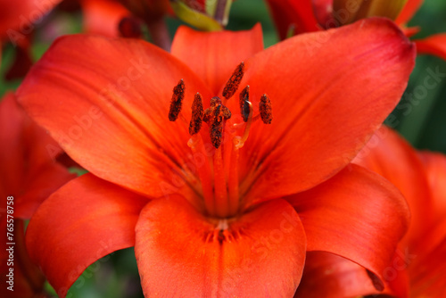 Bright red lily flower macro outside.