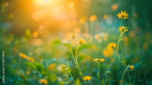 Beautiful field of yellow daisy flowers in sunset light photo