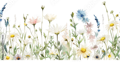 Illustration of wildflowers in watercolor 
