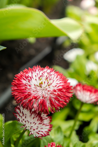 Flowerbed of beautiful red white flowers on green lawn background. Group of delicate flowers in the period of active flowering in spring. Romantic natural background for all vivid moments of life