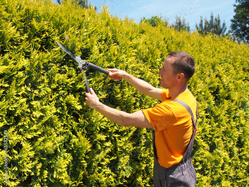 Man Gardener trimming hedge with garden shears