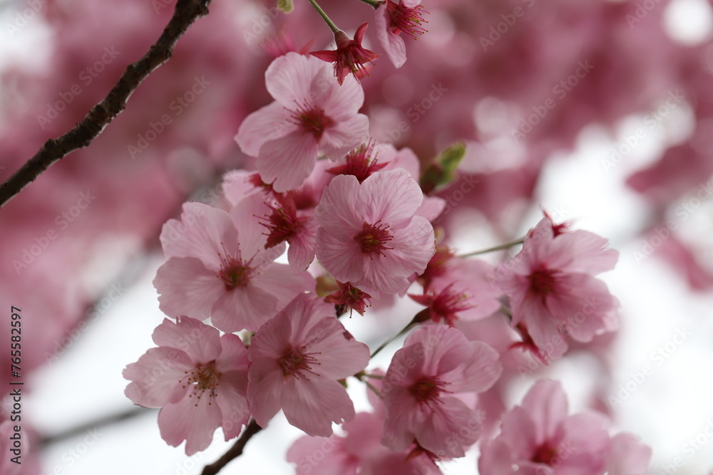 日本の早春の庭に咲くサクラ（寒緋桜）のピンク色の花