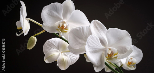 A white orchid in full bloom, its delicate petals pristine and unblemished, evoking a sense of purity and refinement © Naveed