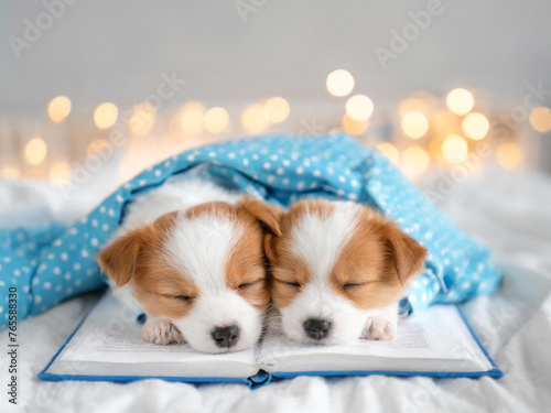 cute dog sleeping on a dog with white sheets and a white comforter. Two cute orange baby dog
