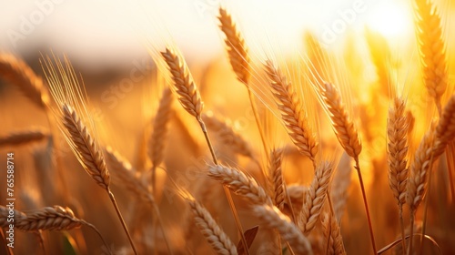 Golden wheat field ripening in nature in summer field