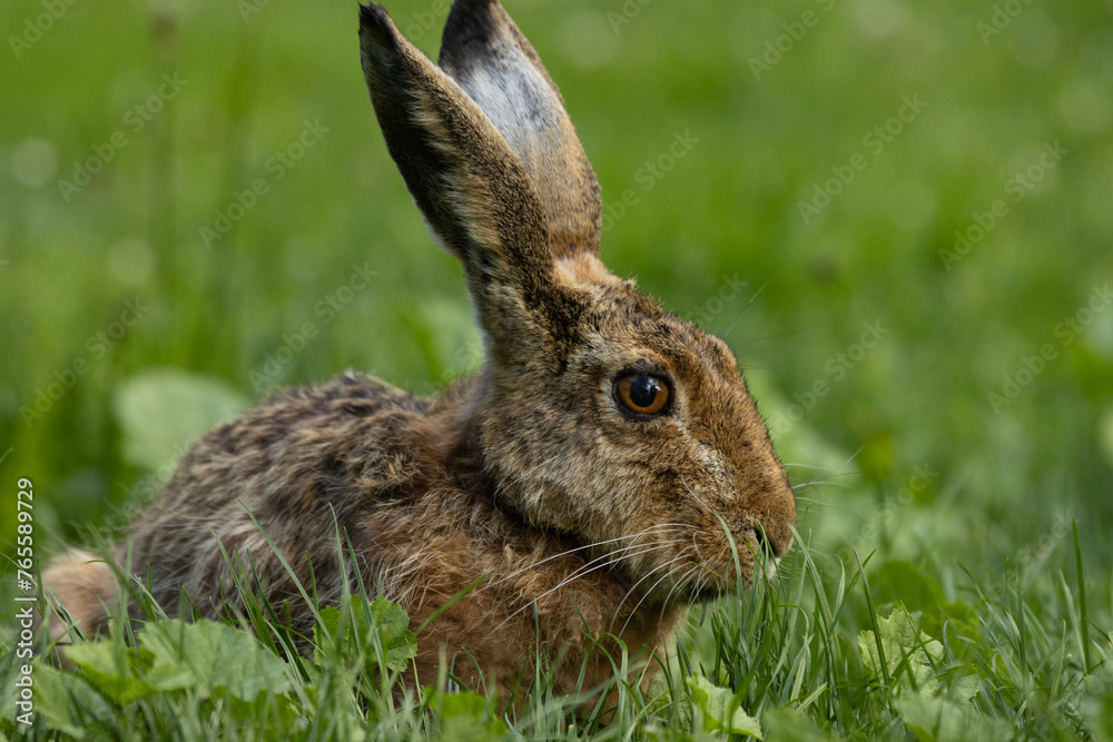 Fototapeta premium Feldhase mit langen Löffeln im Gras